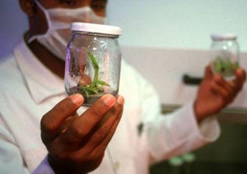 África representa tan solo el 8% del gasto mundial en investigación y desarrollo agrícola según la FAO