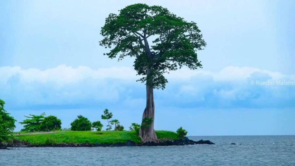 ¿Hojas o tronco? La lección de la Ceiba para nuestra sociedad