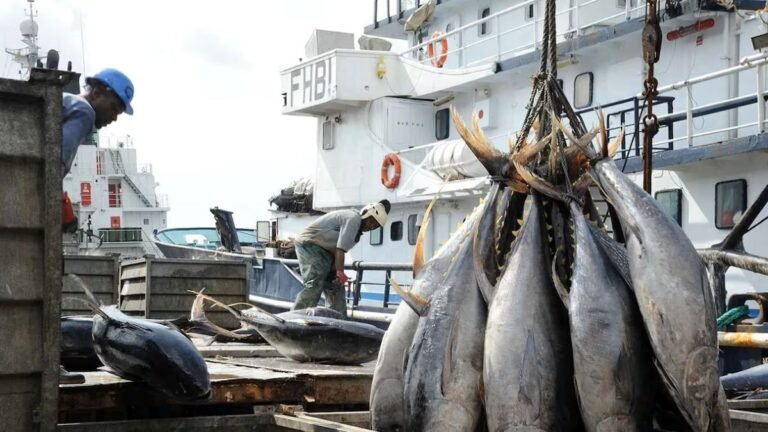 El Gobierno exigirá a los pescadores industriales vender el 25 % de sus capturas en el mercado local