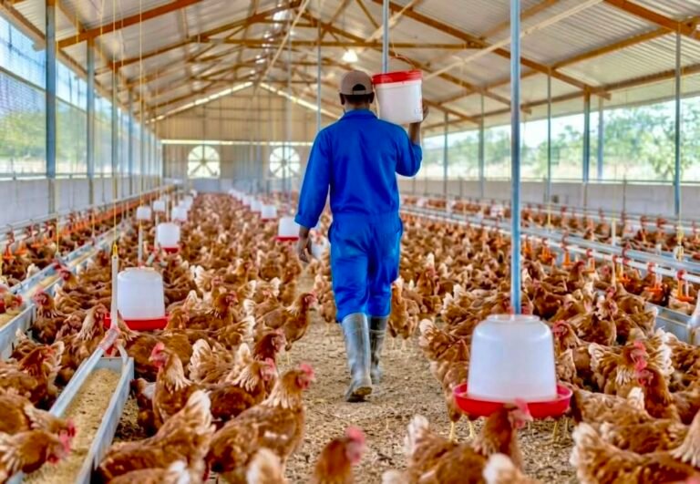 La avicultura camerunesa factura 1.170 millones de FCFA y genera 570.000 empleos